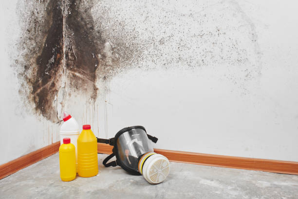 Best Mold Damage Repair  in Ashville, AL