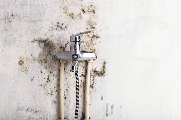 Professional Mold Removal in Ashville, AL