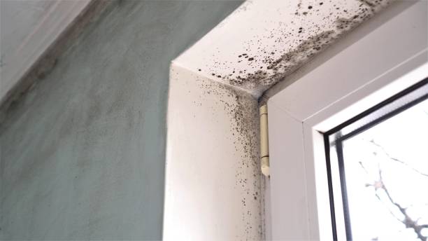  Ashville, AL Mold Removal Pros
