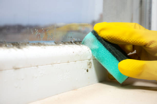 Best Same-Day Mold Removal  in Ashville, AL