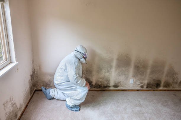 Best Mold Testing and Removal  in Ashville, AL
