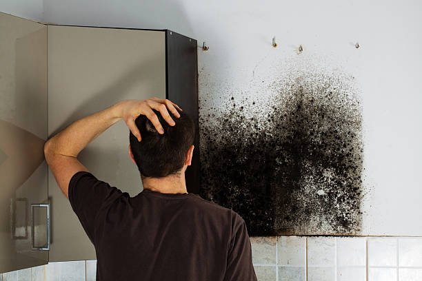 Best Mold Removal Company Near Me  in Ashville, AL