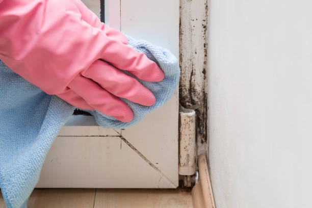 Best Certified Mold Removal  in Ashville, AL