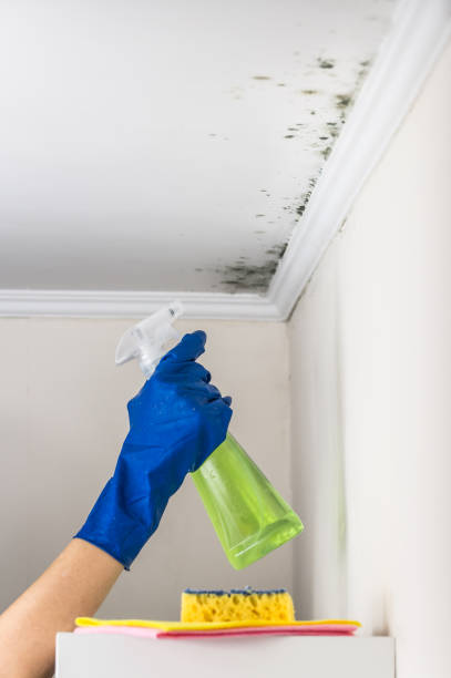 Best Local Mold Removal Service  in Ashville, AL