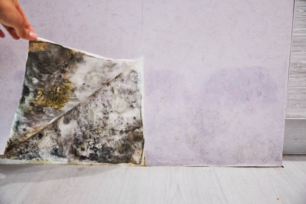 Best Mold Removal Specialists  in Ashville, AL